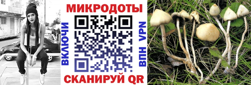Галлюциногенные грибы Cubensis мега как войти Черногорск что такое наркотик